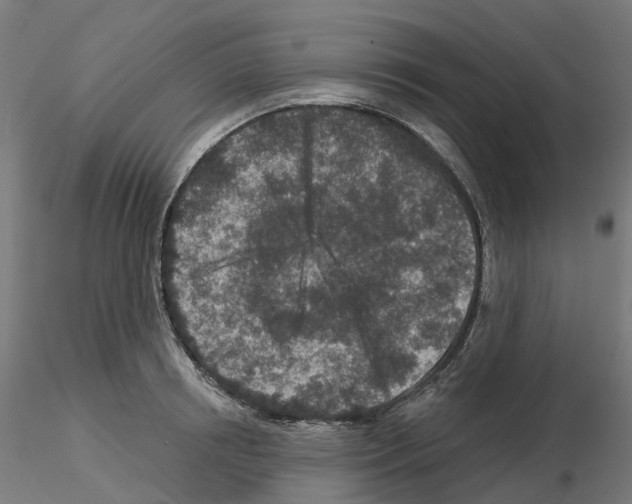 X0000115550850200912181551