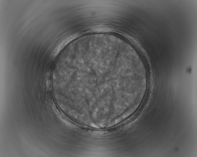 X0000115550889200912181550