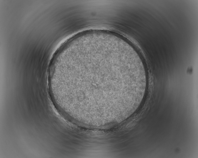 X0000115550935200912181549