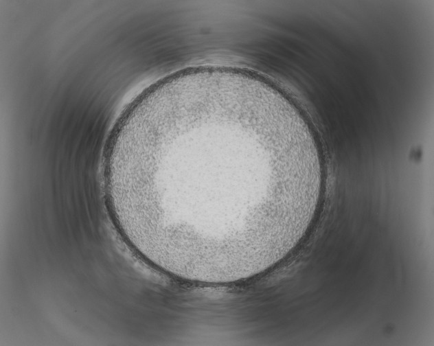 X0000115550990200912181548