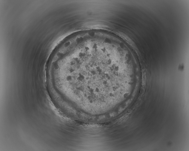 X0000115551031200912181548