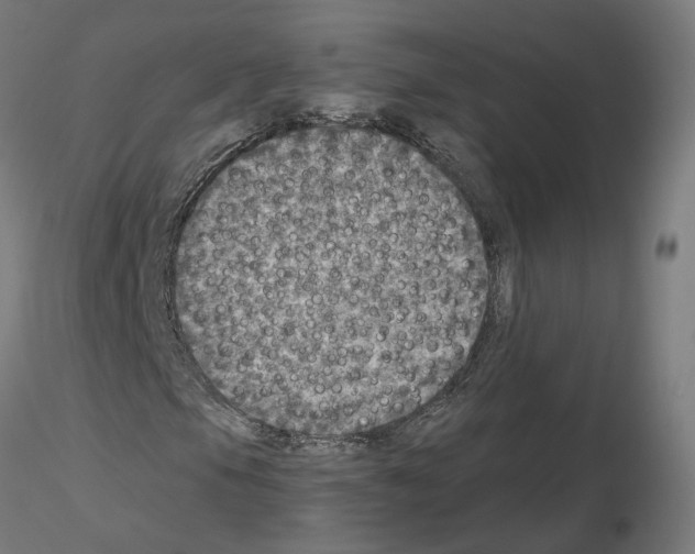 X0000115551105200912181546