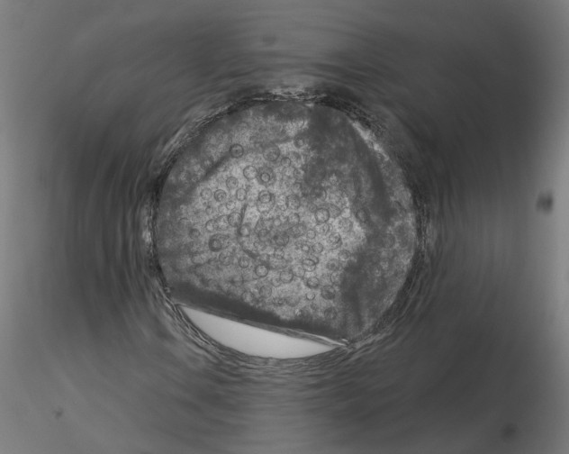 X0000115551106200912181546