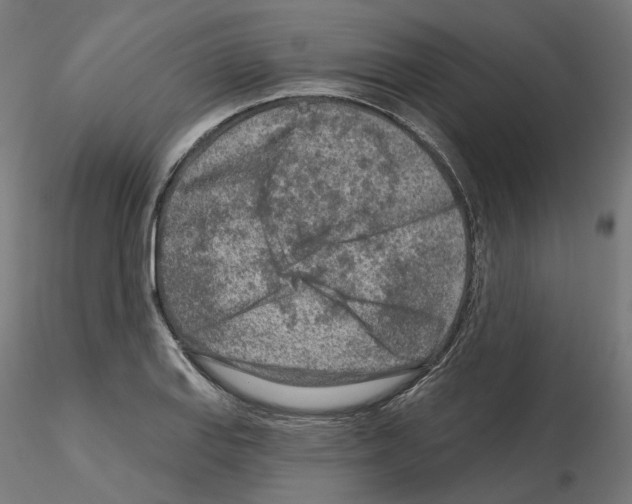 X0000115551127200912181546