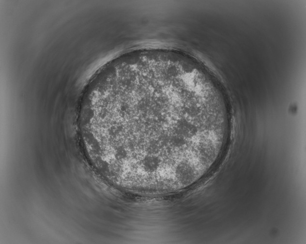 X0000115551213200912181545