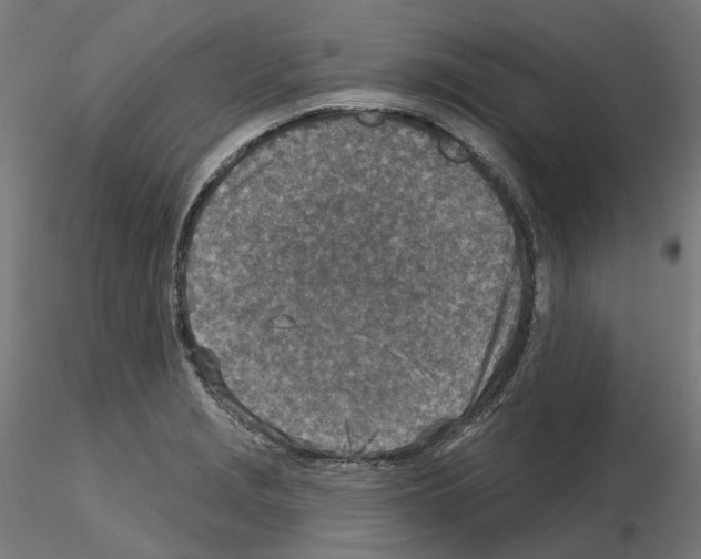 X0000115551229200912181545