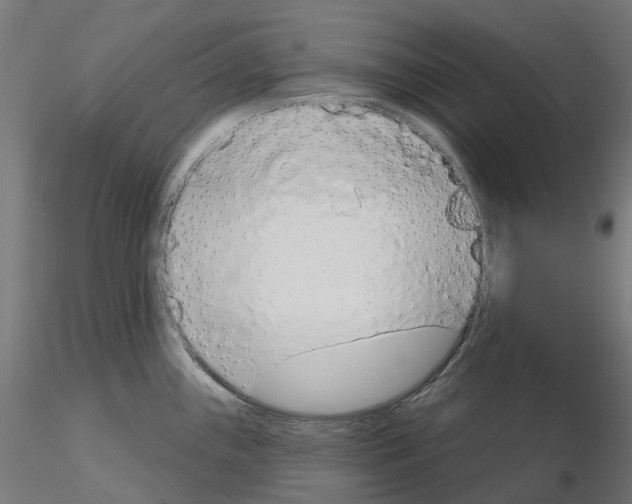 X0000115551243200912181545