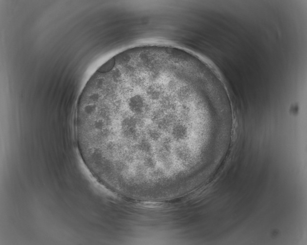 X0000115551295200912181544