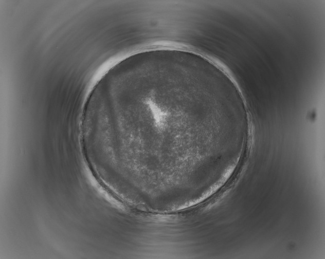 X0000115551381200912181543