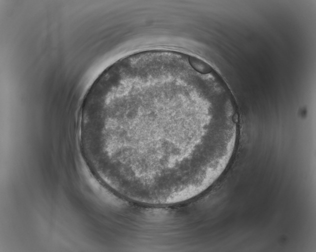 X0000115551515200912181541