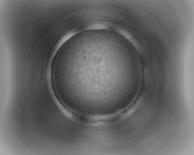 X0000115561426200911131617