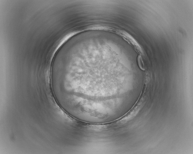 X0000115560860200911201821