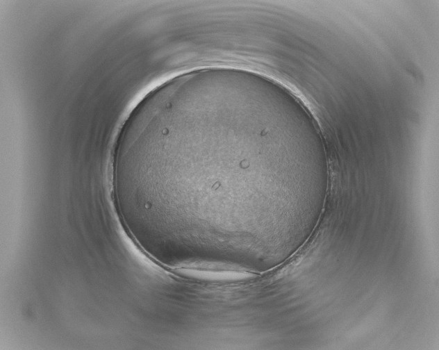 X0000115561531200911201812