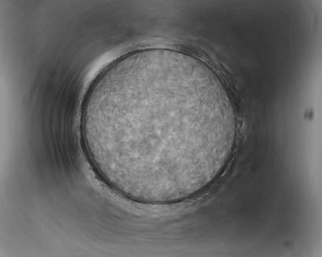 X0000115560006200911271507