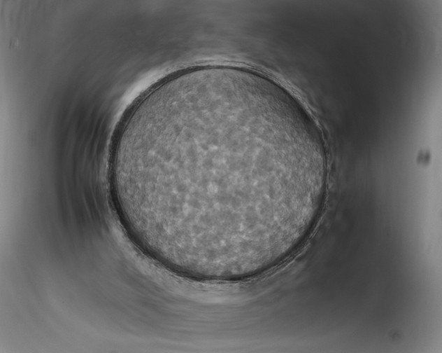 X0000115560008200911271507