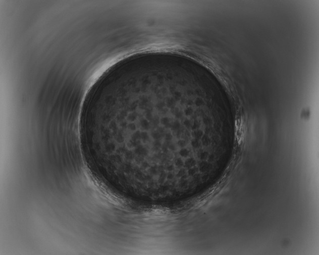 X0000115560196200911271505