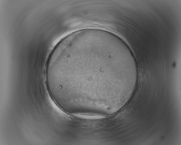 X0000115561531200911271445