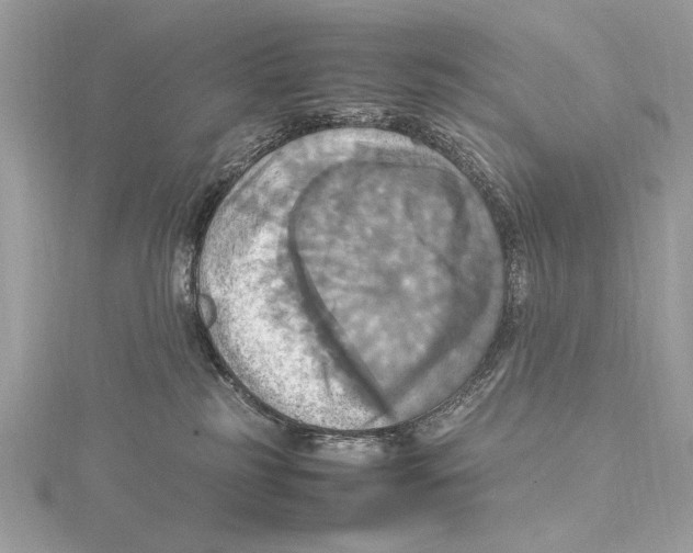 X0000115560185200912041101