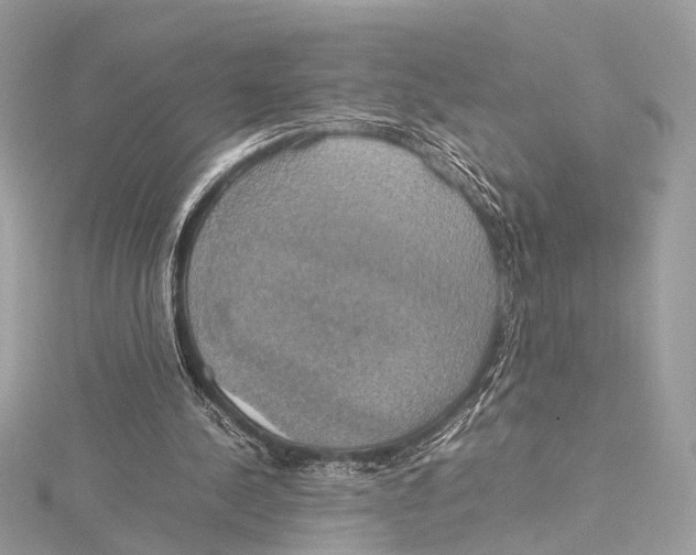 X0000115560244200912041059