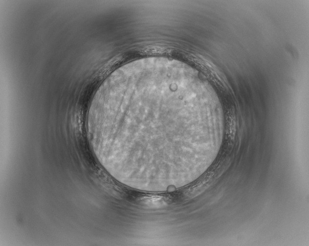 X0000115560326200912041058