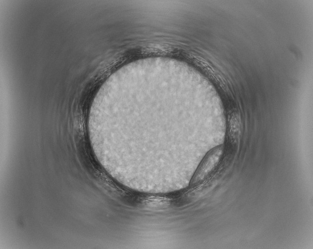 X0000115560617200912041054