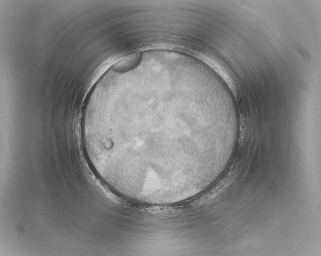 X0000115560906200912041050