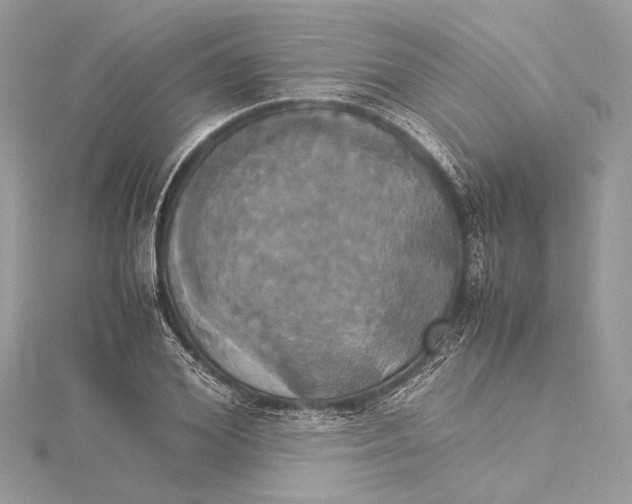 X0000115560980200912041049