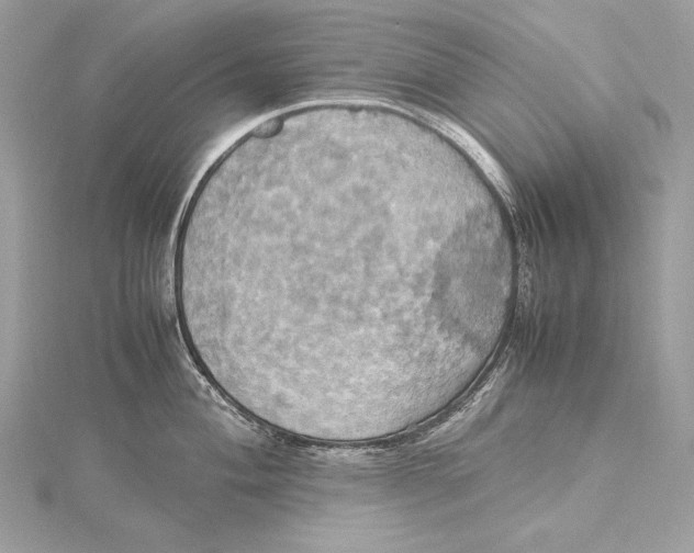 X0000115561004200912041049