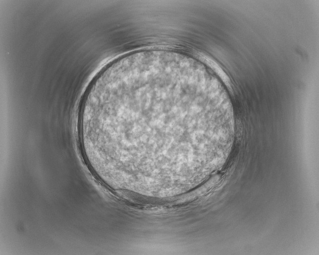 X0000115561099200912041048