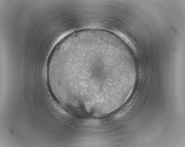 X0000115561238200912041046