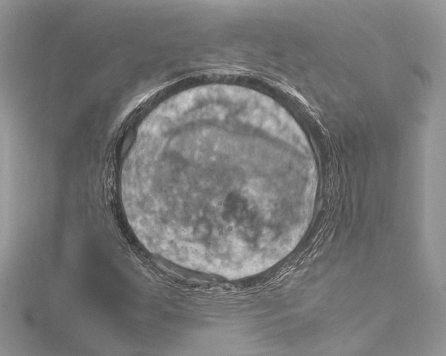 X0000115561255200912041046