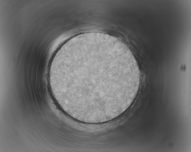 X0000115560006200912181628