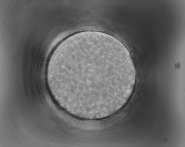 X0000115560008200912181628