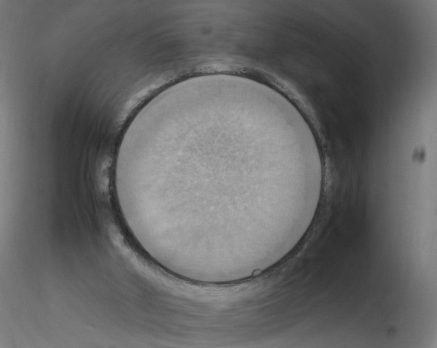 X0000115560010200912181628