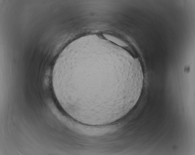 X0000115560018200912181628