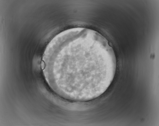 X0000115560024200912181628