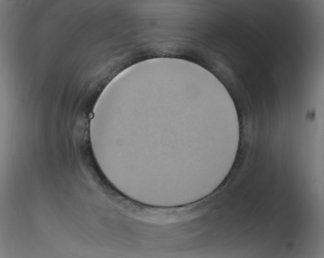 X0000115560029200912181628