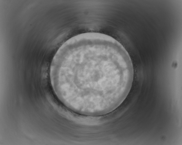 X0000115560032200912181628