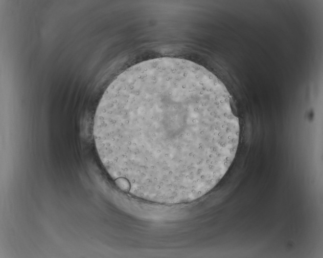 X0000115560044200912181628