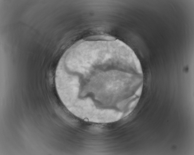 X0000115560086200912181628