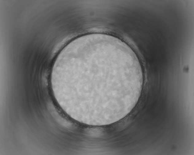 X0000115560106200912181627