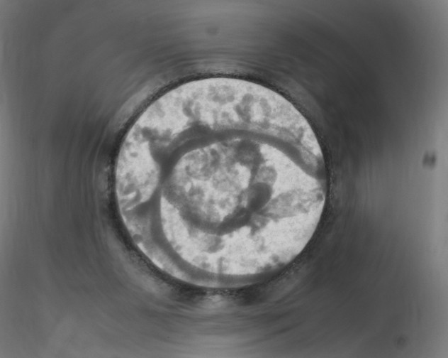 X0000115560111200912181627