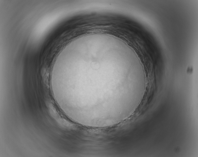 X0000115560146200912181625