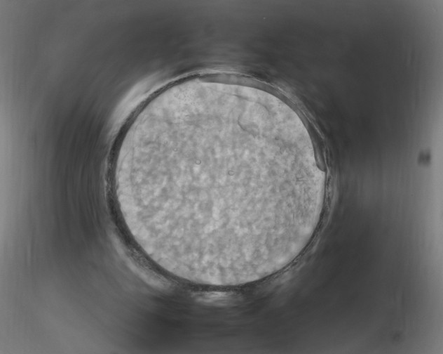 X0000115560151200912181625