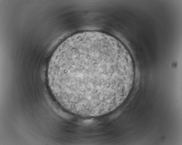 X0000115560153200912181625