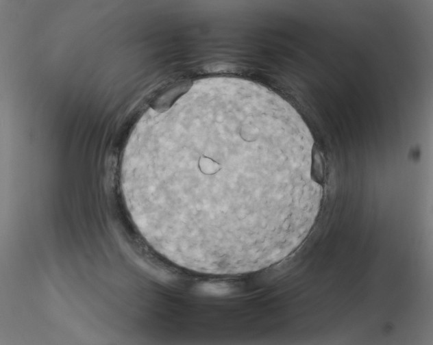 X0000115560171200912181626