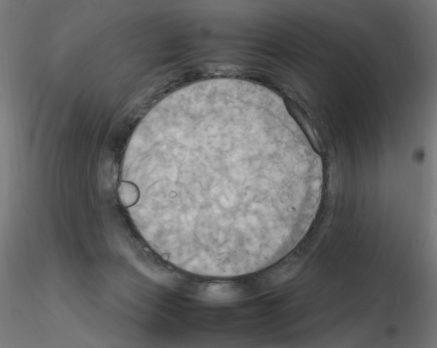 X0000115560173200912181626