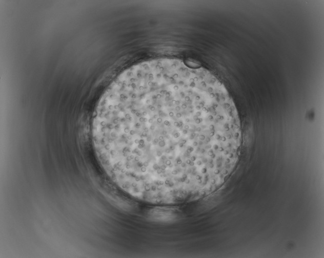 X0000115560179200912181626