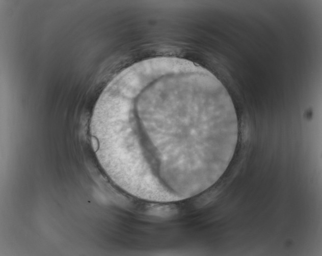 X0000115560185200912181626