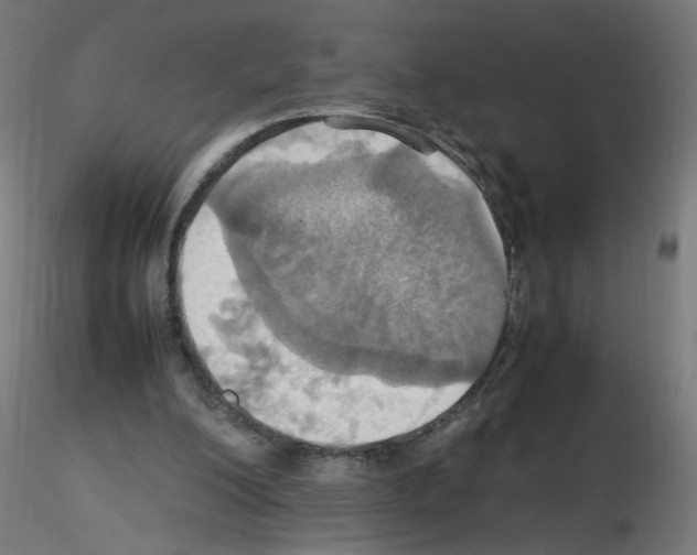 X0000115560200200912181625